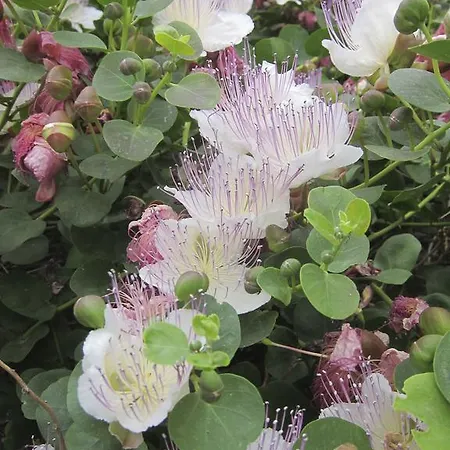 Dammusi Al-qubba Wellness & Oda ve Kahvaltı